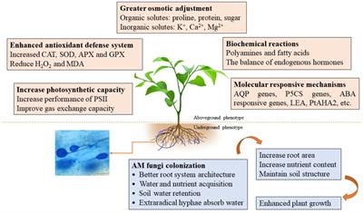 Elucidating the Mechanisms Underlying Enhanced Drought Tolerance in Plants Mediated by Arbuscular Mycorrhizal Fungi